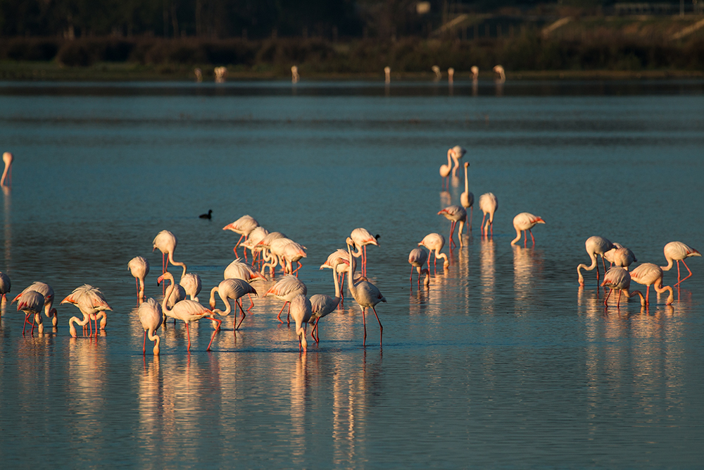 Coto de doñana 