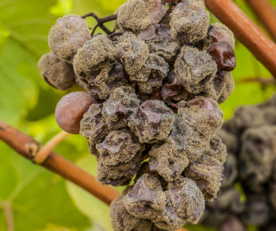 Botrytis Cinerea The Noble Rot Vinoble botrytis-cinerea-the-noble-rot-vinoble